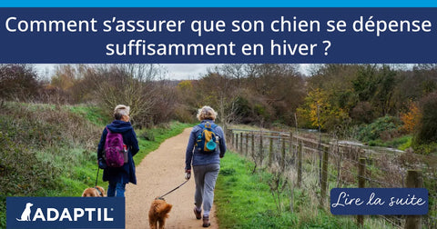 Comment s’assurer que son chien se dépense suffisamment en hiver