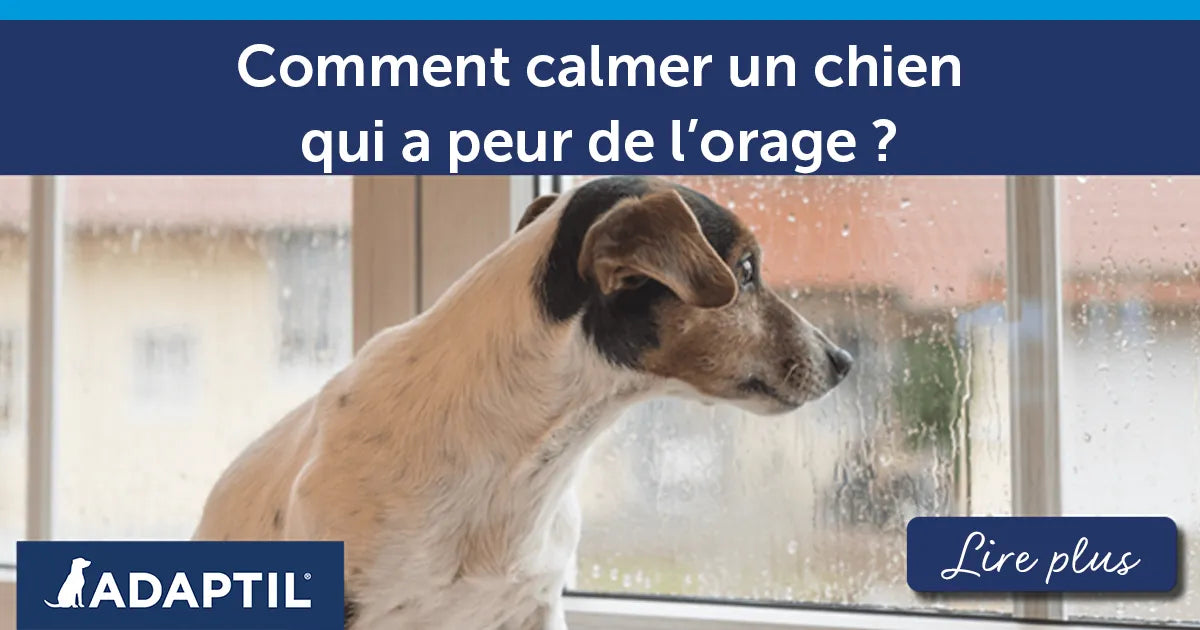 Comment calmer un chien qui a peur de l’orage
