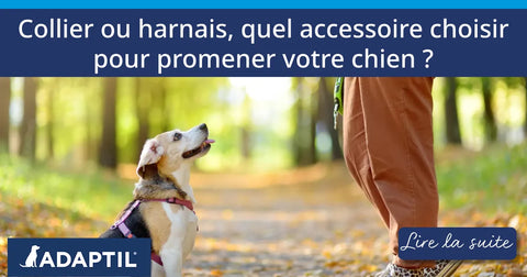 Collier ou harnais, quel accessoire choisir pour promener votre chien ?