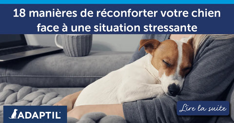 18 manières de réconforter votre chien face à une situation stressante