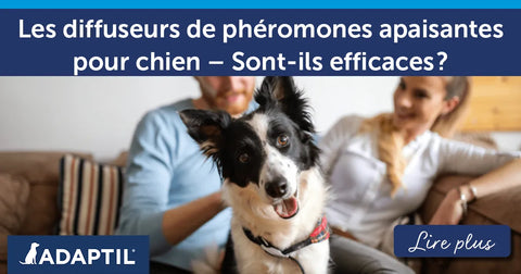Les diffuseurs de phéromones apaisantes pour chien – Sont-ils efficaces ?