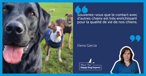 Présenter des chiens pendant une promenade : une experte nous explique