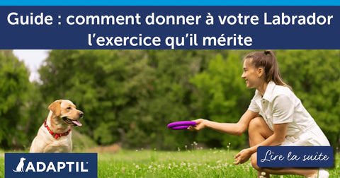 Guide : comment donner à votre Labrador l’exercice qu’il mérite