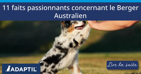 11 faits passionnants concernant le Berger Australien