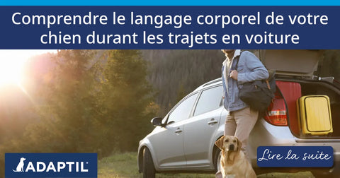 Comprendre le langage corporel de votre chien durant les trajets en voiture