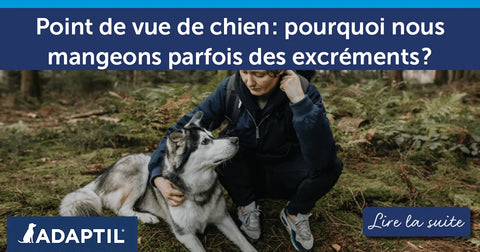 Point de vue de chien : pourquoi nous mangeons parfois des excréments ?