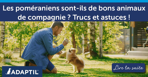 Les poméraniens sont-ils de bons animaux de compagnie ? Trucs et astuces !