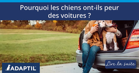 Pourquoi les chiens ont-ils peur des voitures et autres questions liées aux déplacements !
