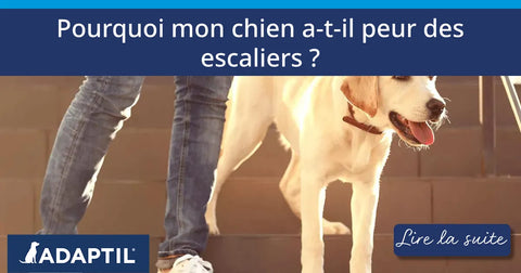 Pourquoi mon chien a-t-il peur des escaliers ?