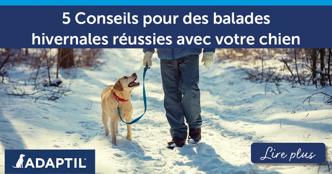 5 conseils pour des promenades hivernales réussies avec son chien