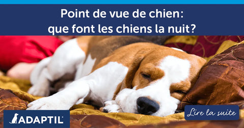 Point de vue de chien : que font les chiens la nuit ?