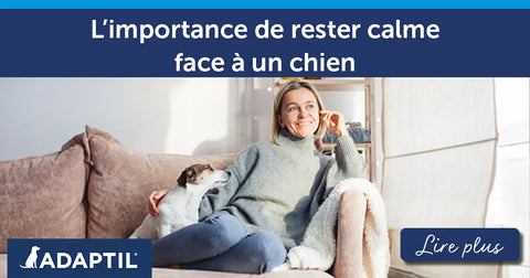 L’importance de rester calme face à un chien