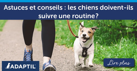 Astuces et conseils : les chiens doivent-ils suivre une routine ?