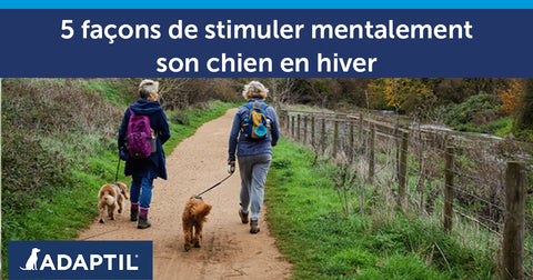 5 façons de stimuler mentalement son chien en hiver