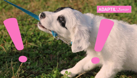 Bien Commencer La Marche En Laisse Avec Votre Chien