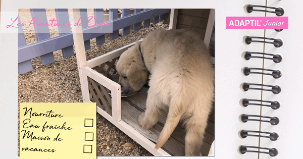 Les Aventures de Oups – Les Essentiels pour les chiots