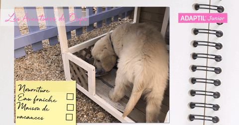 Les Aventures de Oups – Les Essentiels pour les chiots