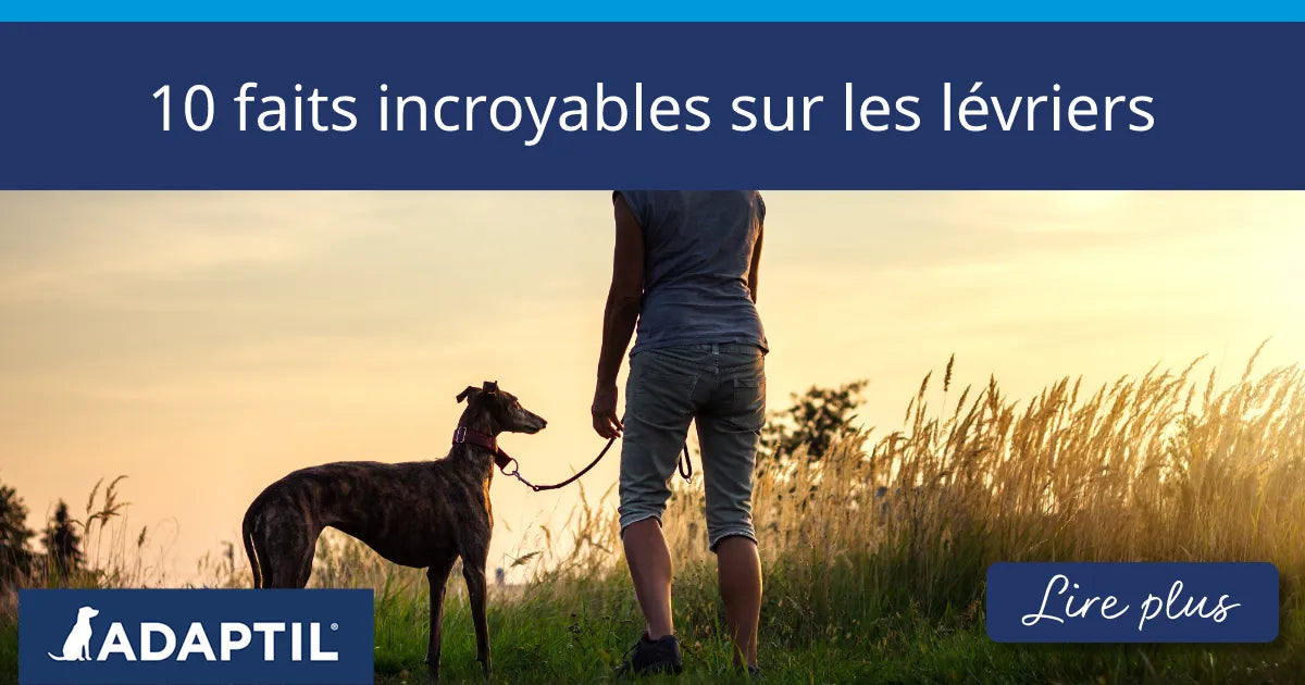 Une personne se promène dans un champ avec un lévrier au coucher du soleil. 