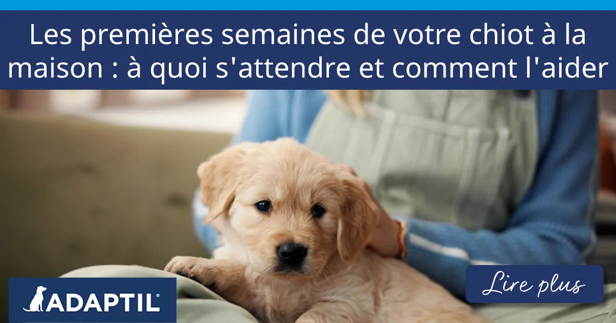 Un petit chiot blanc aux oreilles brunes et avec une tache brune au-dessus de l'œil assis sur les genoux de son maître et regardant l'appareil photo.