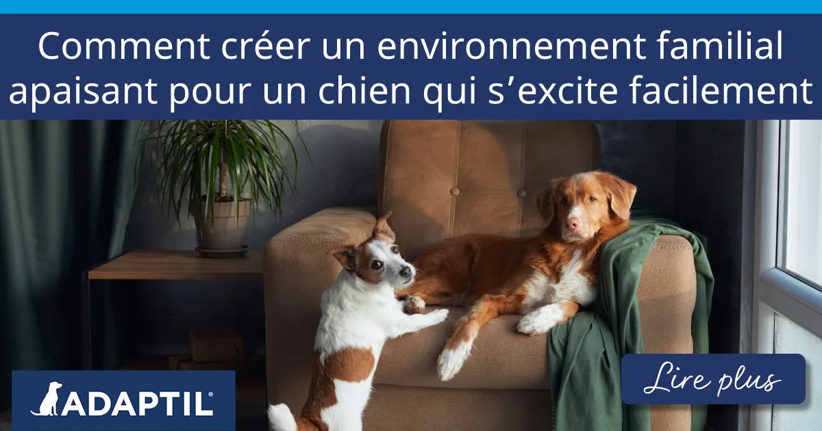Un chien est debout près d’un fauteuil sur lequel un autre chien se repose, adossé à une couverture verte.