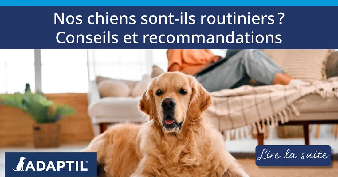 Nos chiens sont-ils routiniers ? Conseils et recommandations