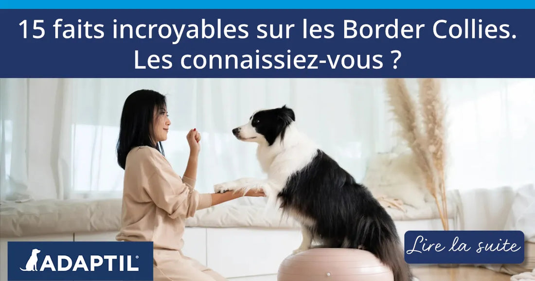 15 faits incroyables sur les Border Collies. Les connaissiez-vous ?