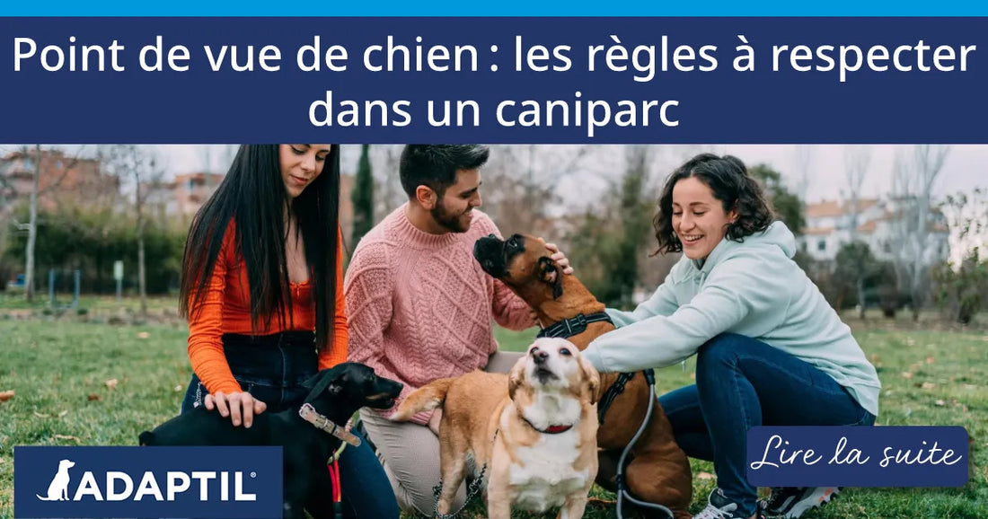 Point de vue de chien : les règles à respecter dans un caniparc