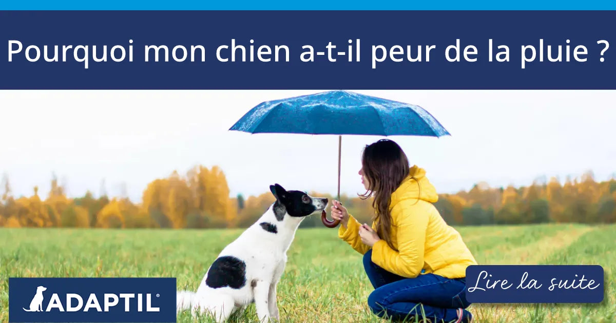 Pourquoi mon chien a-t-il peur de la pluie ?