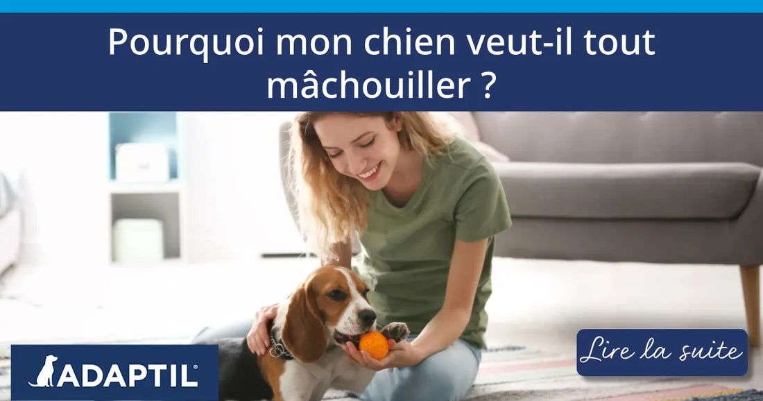 Pourquoi mon chien veut-il tout mâchouiller ?