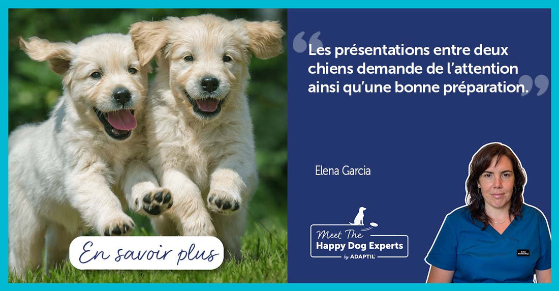Conseils pour une rencontre entre deux chiens