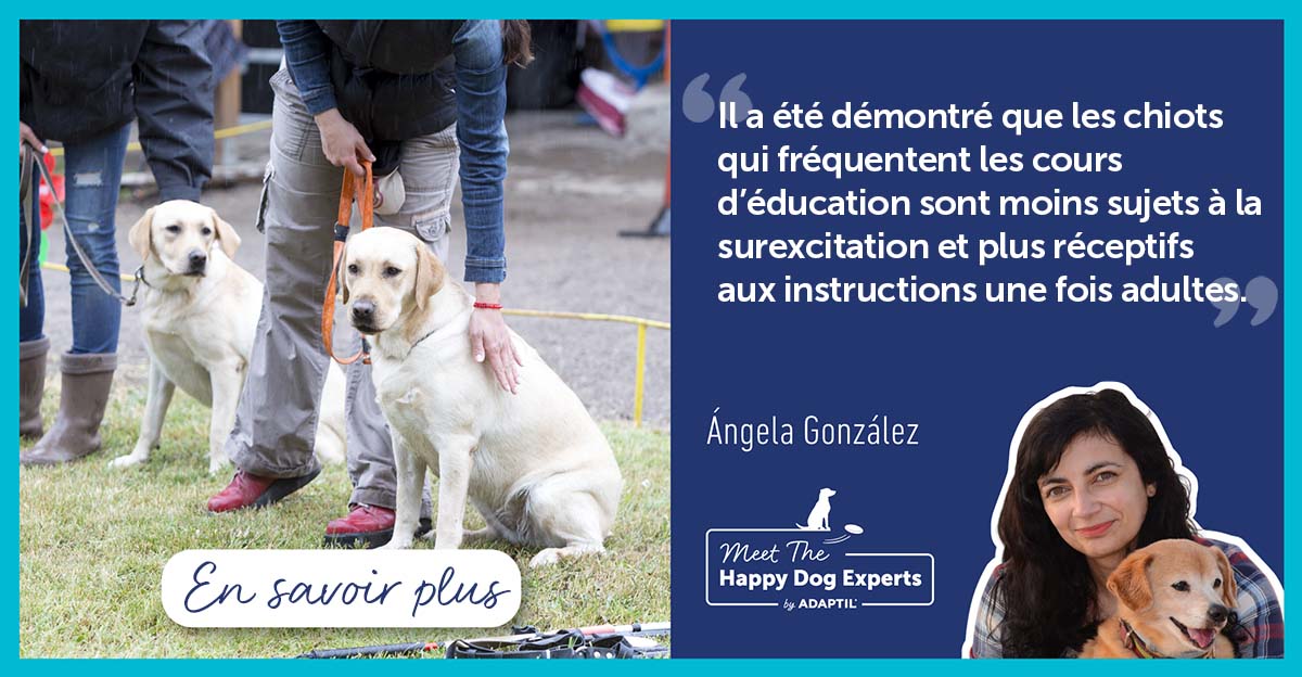 Dois-je participer à des cours d’éducation avec mon chiot ?