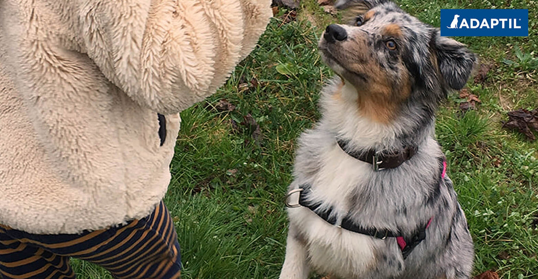 Comment apprendre à son chiot à s'asseoir