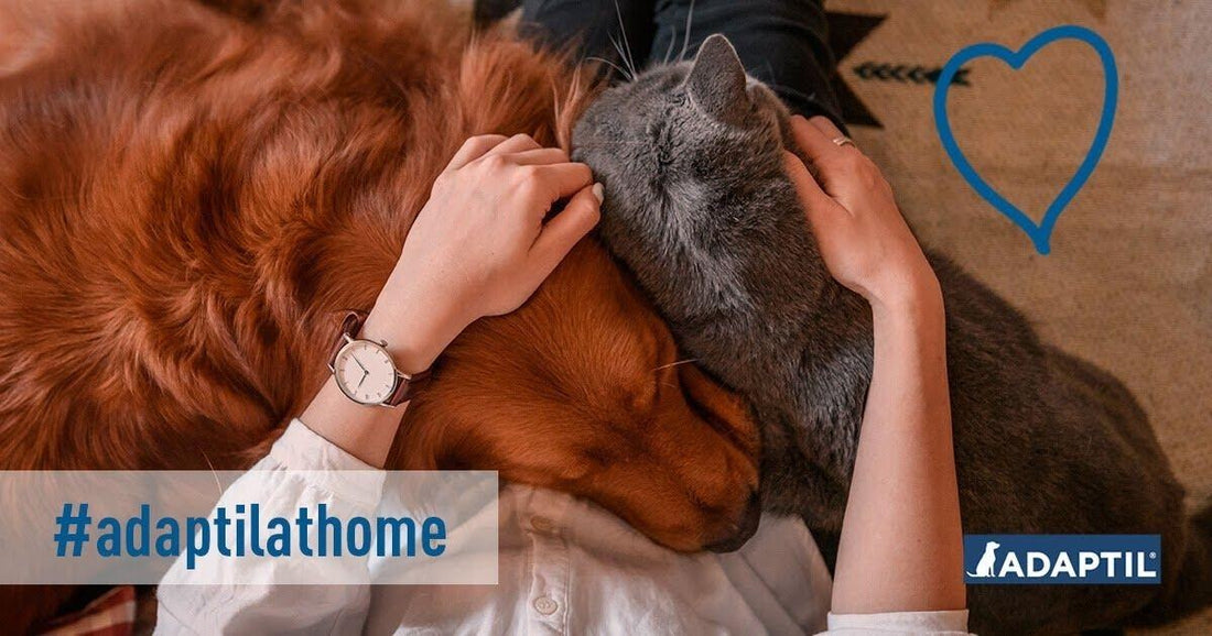 Coronavirus 5 conseils essentiels pour les propriétaires de chiens