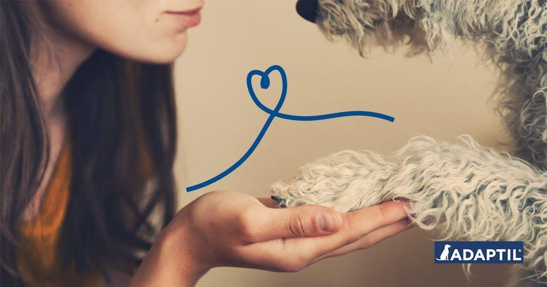 Votre chien : votre meilleur allié pendant le confinement