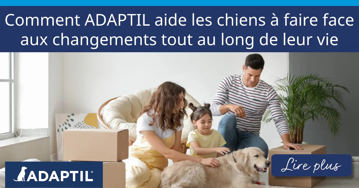 Comment ADAPTIL aide les chiens à faire face aux changements tout au long de leur vie