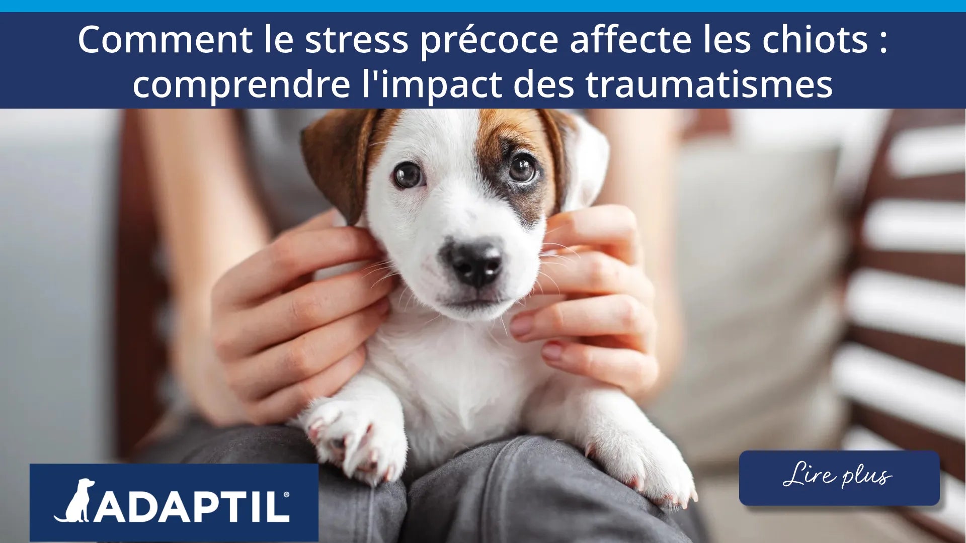 Un petit chiot brun et blanc assis sur les genoux d’une femme, le regard fixé sur l’appareil photo.