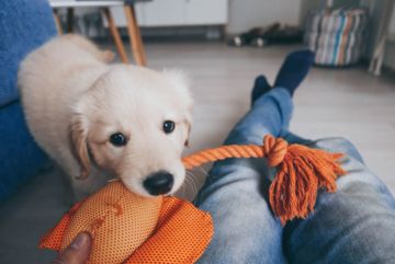 Adopter Un Chiot : Top 10 Pour Une Adoption Réussie