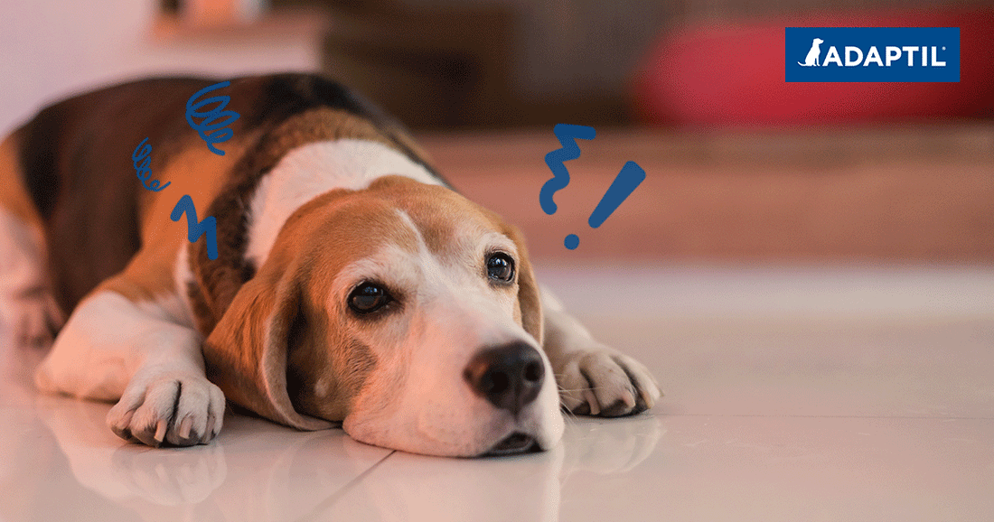 Anxiété de séparation du chien : quelles solutions ?