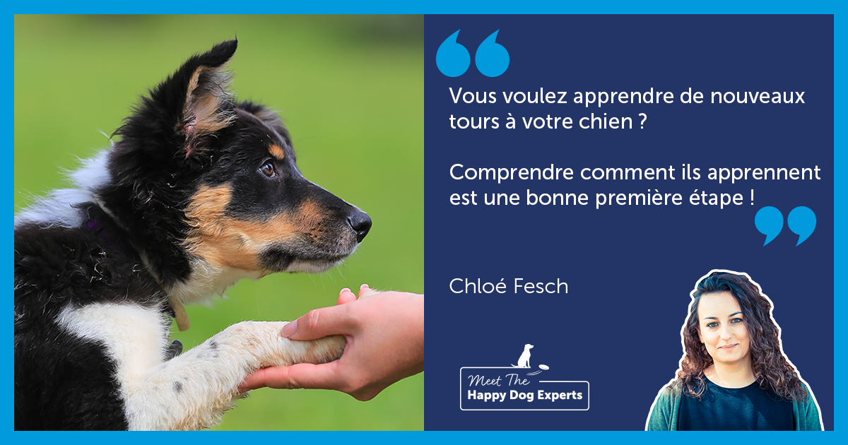 Comprendre comment les chiens apprennent