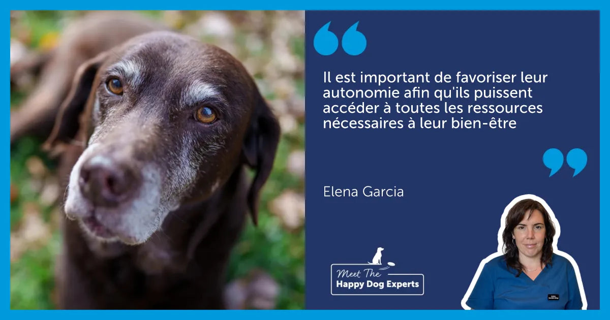 Un chien âgé de couleur brune, assis dans l'herbe au milieu des feuilles. 