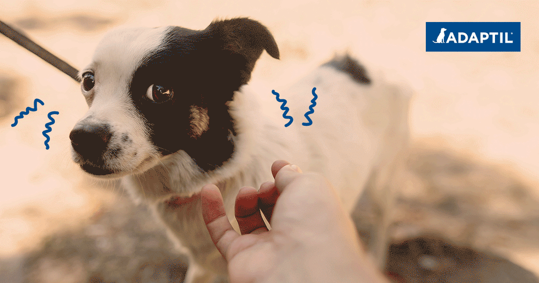 Mon Chien Est Peureux, Que Faire ?