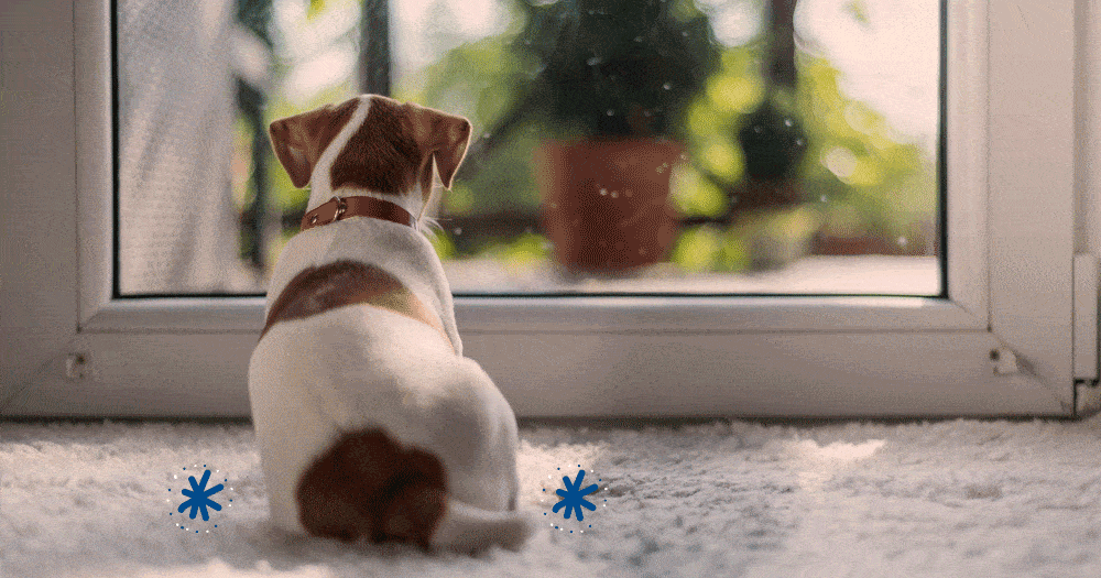 Combien de temps faut-il pour apprendre la propreté à un chiot ?