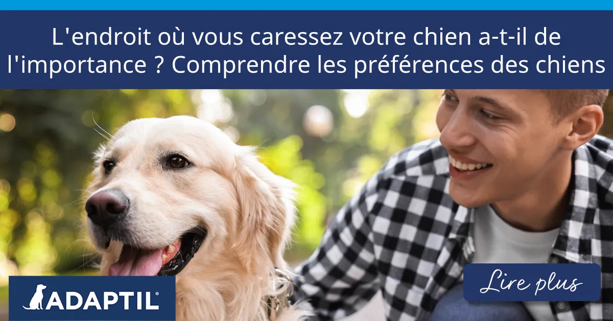 L'endroit où vous caressez votre chien a-t-il de l'importance ? Comprendre les préférences des chiens