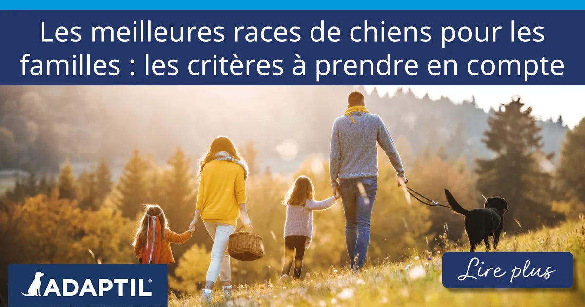 Vue de dos d’une famille avec deux jeunes enfants et un chien lors d’une promenade en plein air au coucher du soleil. 