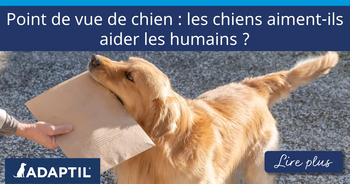 Un golden retriever tenant une enveloppe en carton dans sa gueule et la tendant à un humain.