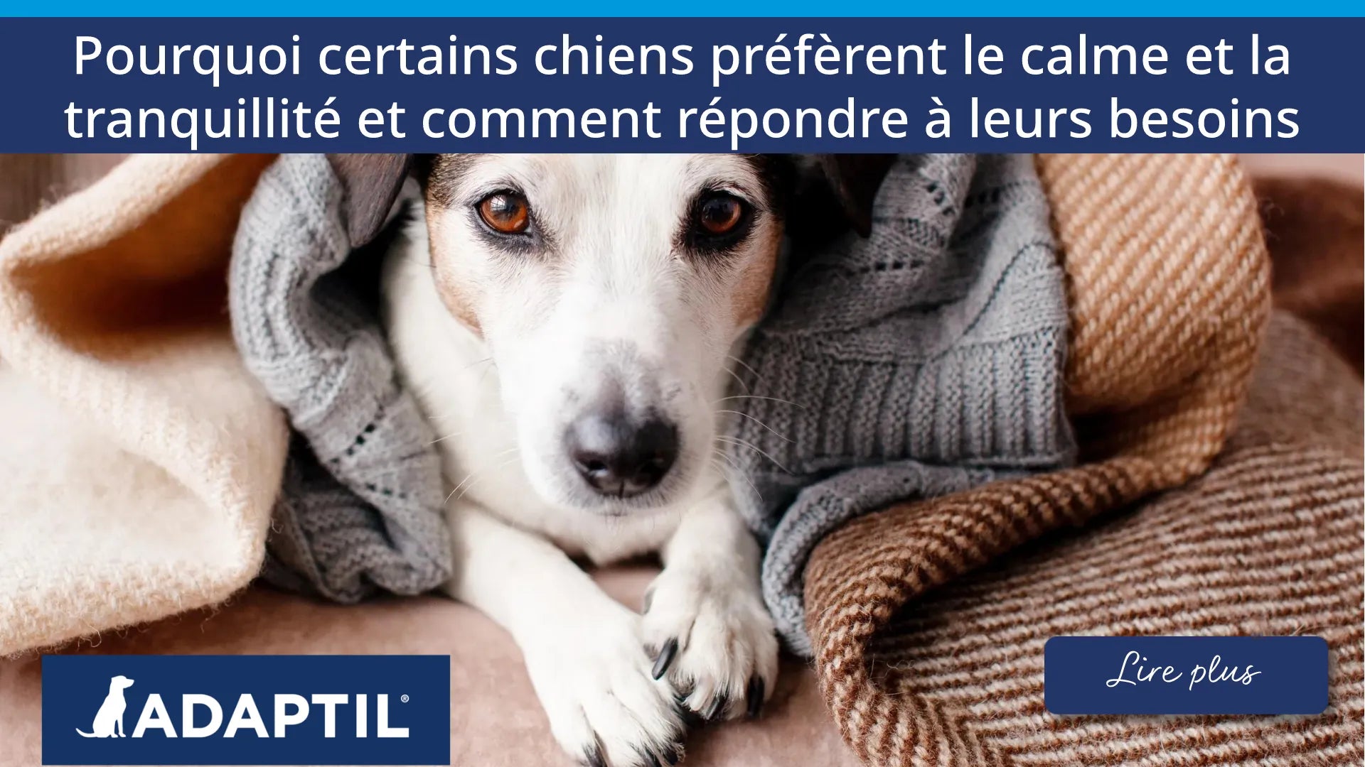 Un chien Jack Russell allongé, dont la tête et les pattes dépassent d'une couverture grise tricotée.