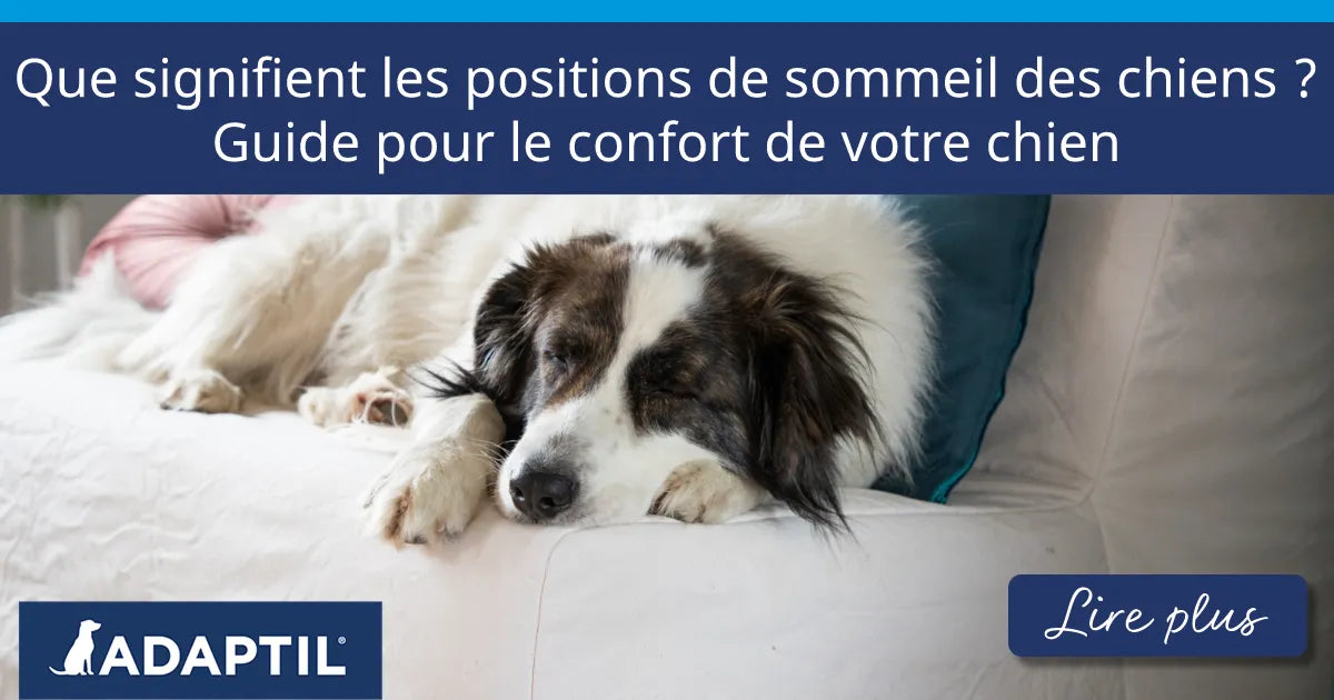Que signifient les positions de sommeil des chiens ? Guide pour le confort de votre chien