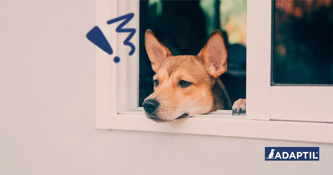 Retour au travail : préparez votre chien contre la solitude