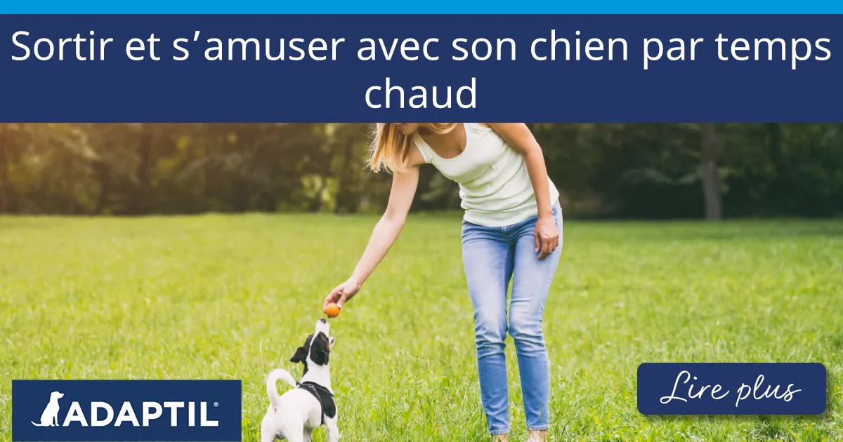 Une femme joue tranquillement à la balle avec son chien dans un champ ensoleillé en fin de journée.