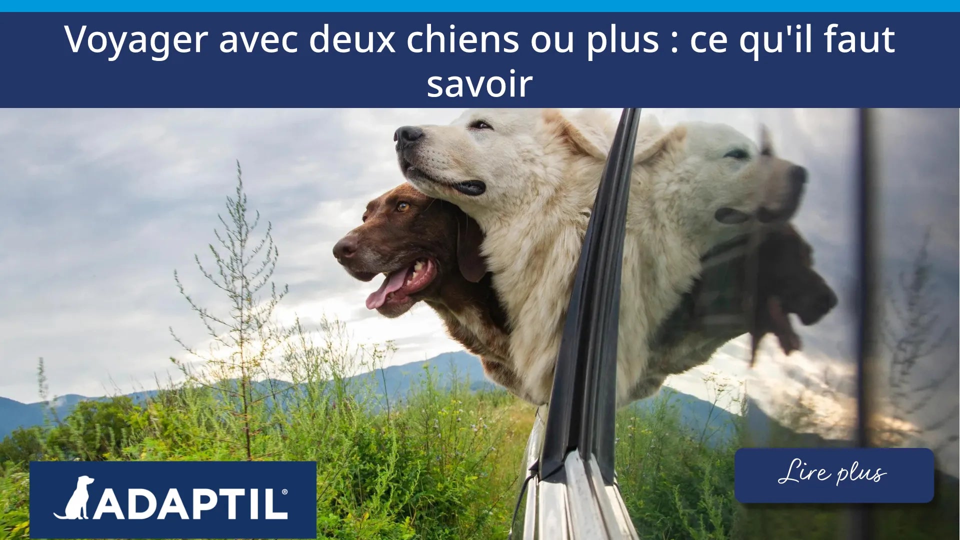Deux chiens dans une voiture, la tête sortie par la fenêtre.
